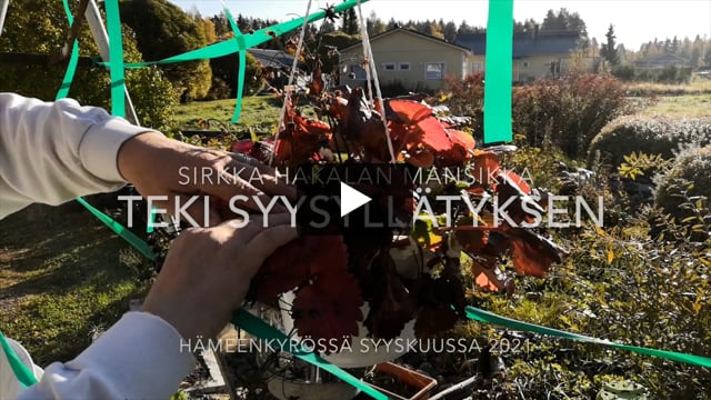 Katso video: Hämeenkyröläisen Sirkka Hakalan puutarhassa odotti kukkiva syysyllätys, jonka olivat löytäneet pölyttäjätkin – ”Joulumansikoita odotellessa”