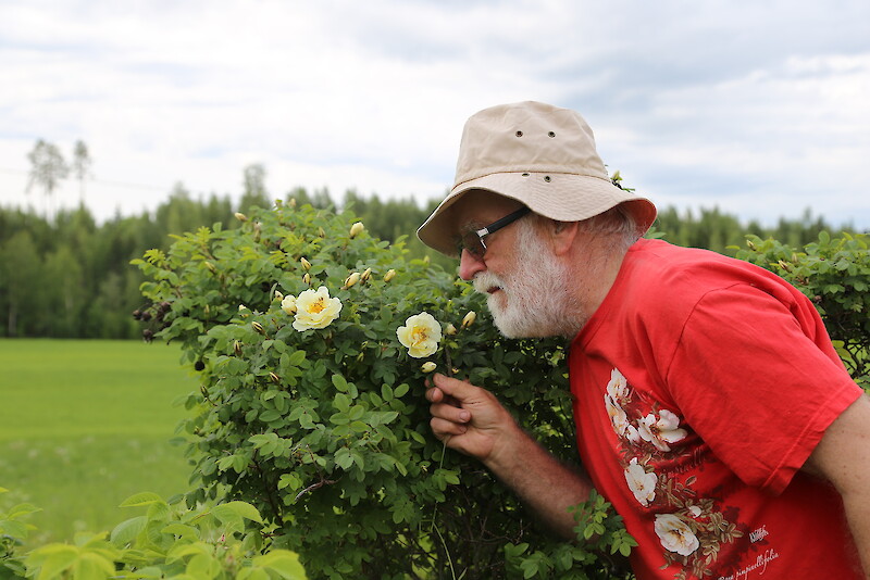 Lauri Korpijaakkoa viehättää ruusujen huumaava tuoksu ja sykähdyttävä kukinto.