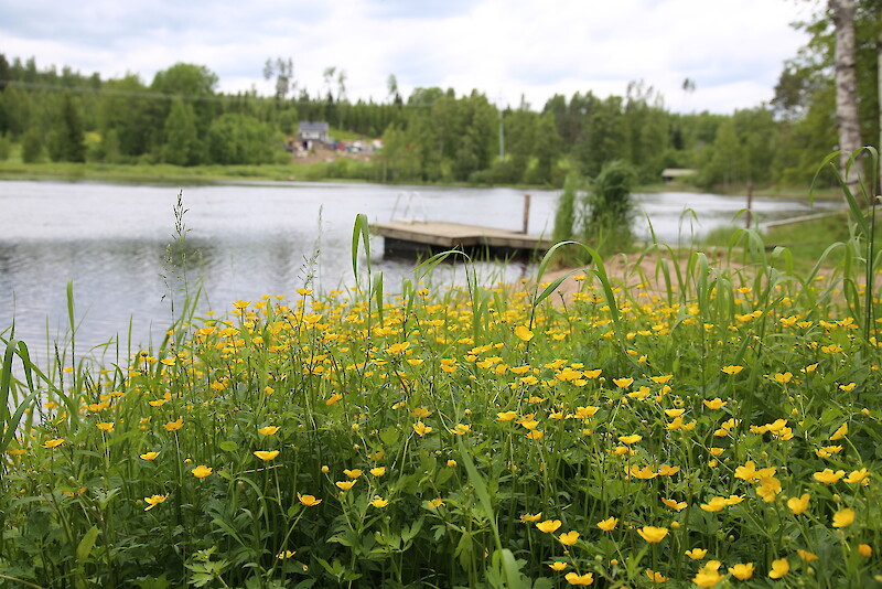 Kukkiva Pinsiö on yksi osa kyläyhdistyksen luontoteemaista vuotta.