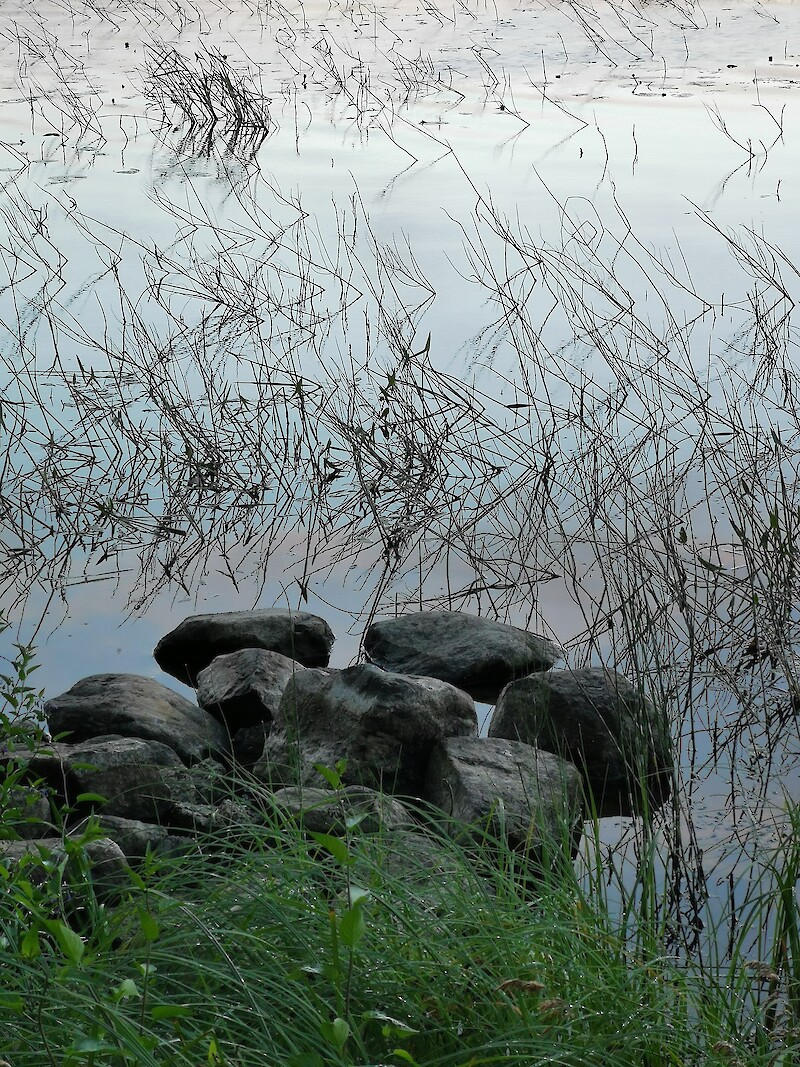Lukijamme Pirkko Pitkon kuvassa vedenpinnan lasku näkyy selvästi: normaalisti kuvassa olevista kivistä näkyy vain yksi.