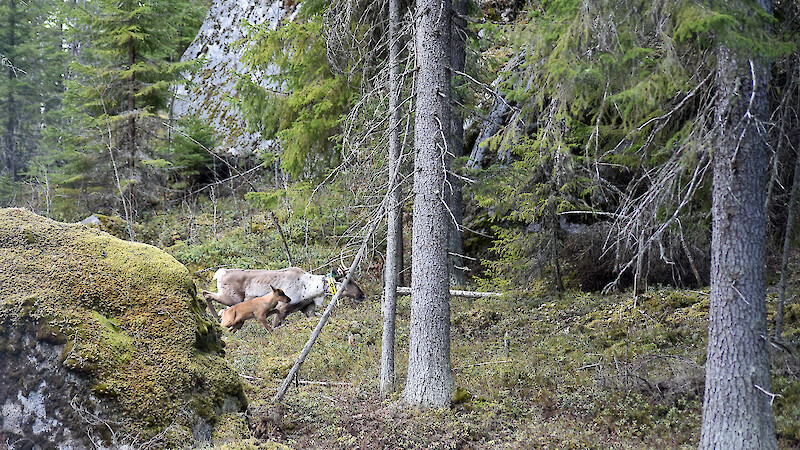 Seitsemiseen on istutettu metsäpeuroja ja siellä on syntynyt myös villejä vasoja. Arkistokuva Lea Uiomonen/Metsähallitus.