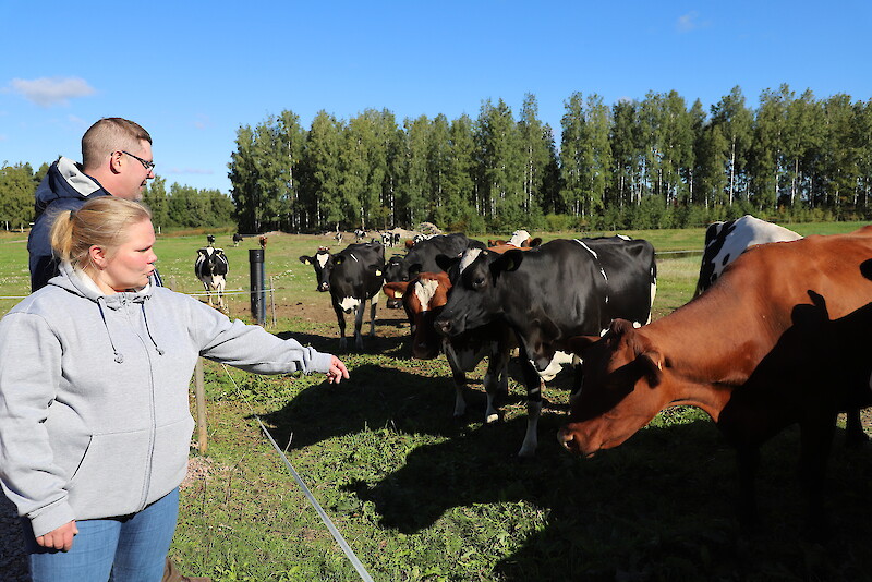 Jari ja Elina Raitinpään  tilalla on 160 lypsylehmää ja lähes saman verran nuorta karjaa.