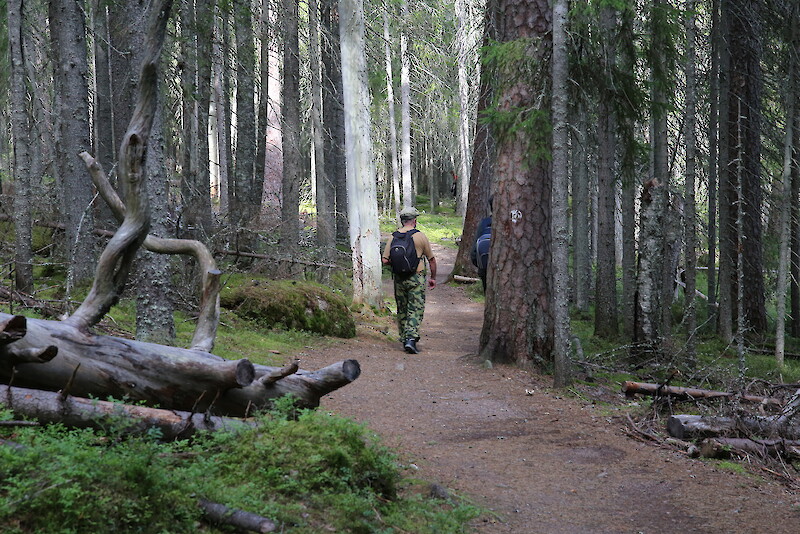 Multiharjun vanhassa metsässä kulkee kolme rengasreittiä: Aarnipolku, Torpparintaival ja Uittajanpolku.