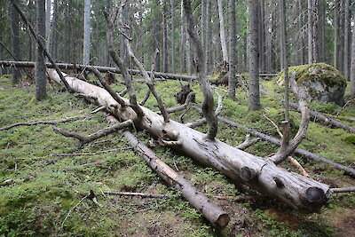 Multiharjun vanhan metsän ikihonka on saanut leposijan sammalikossa.