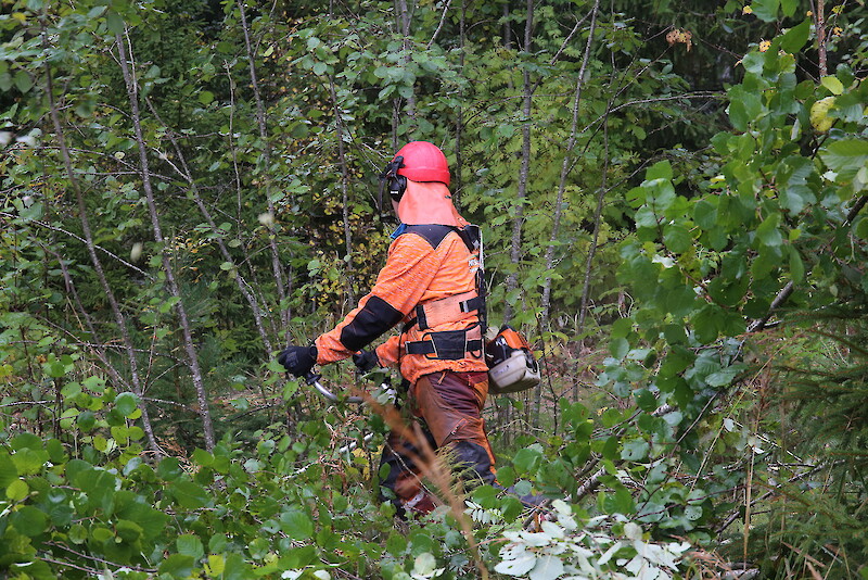 Metsäpalveluyrittäjä Tuomo Tuomisto raivaa kuusentaimille kasvutilaa. Taimikonhoitoa on Pirkanmaalla tehty vähemmän kuin viime vuonna.