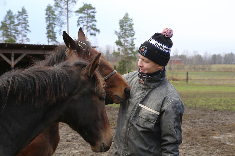 Hevoset ovat ohjastaja Tuukka Varikselle paitsi työ, myös elämäntapa.