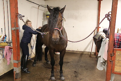 Ennen ratsastusta harjatessaan Taikatummaa Tiina Hyssänmäki käy hevosen läpi huolellisesti kumisella sualla. Samalla hevosta tulee vähän hierottua, ja ratsastaja voi huomata mahdollisia lihasjumipaikkoja.
