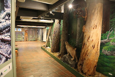 Seitsemisen luontokeskuksen alakerrassa on Metsähallituksen pysyvä näyttely.