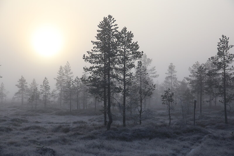 Vaarinnevankeidas Jämin lähistöllä tarjoaa suon tunnelmaa ja kuuluu suoteemaisen Lauhanvuori-Hämeenkankaan Geoparkin geokohteisiin.