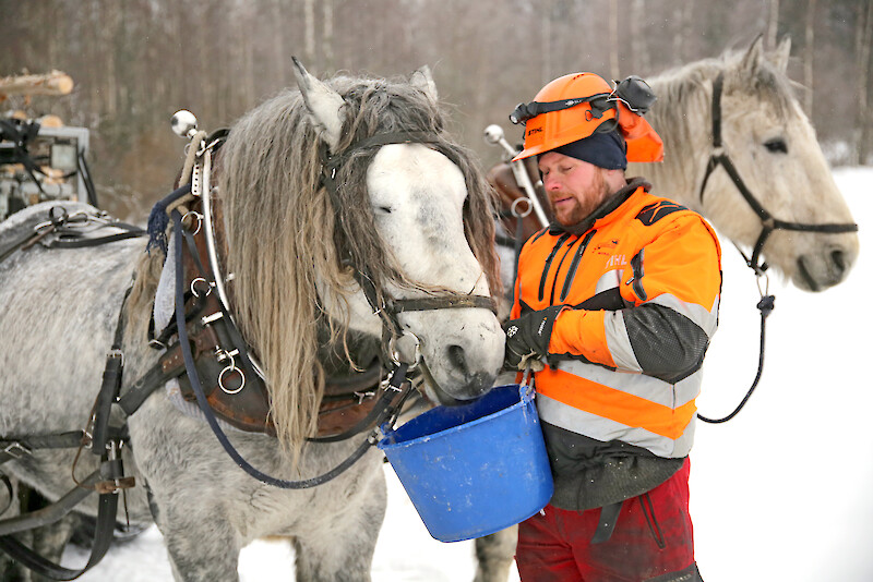 Työkaverit. Miika Åfelt on työskennellyt hevosmetsurina jo 27 vuotta.
