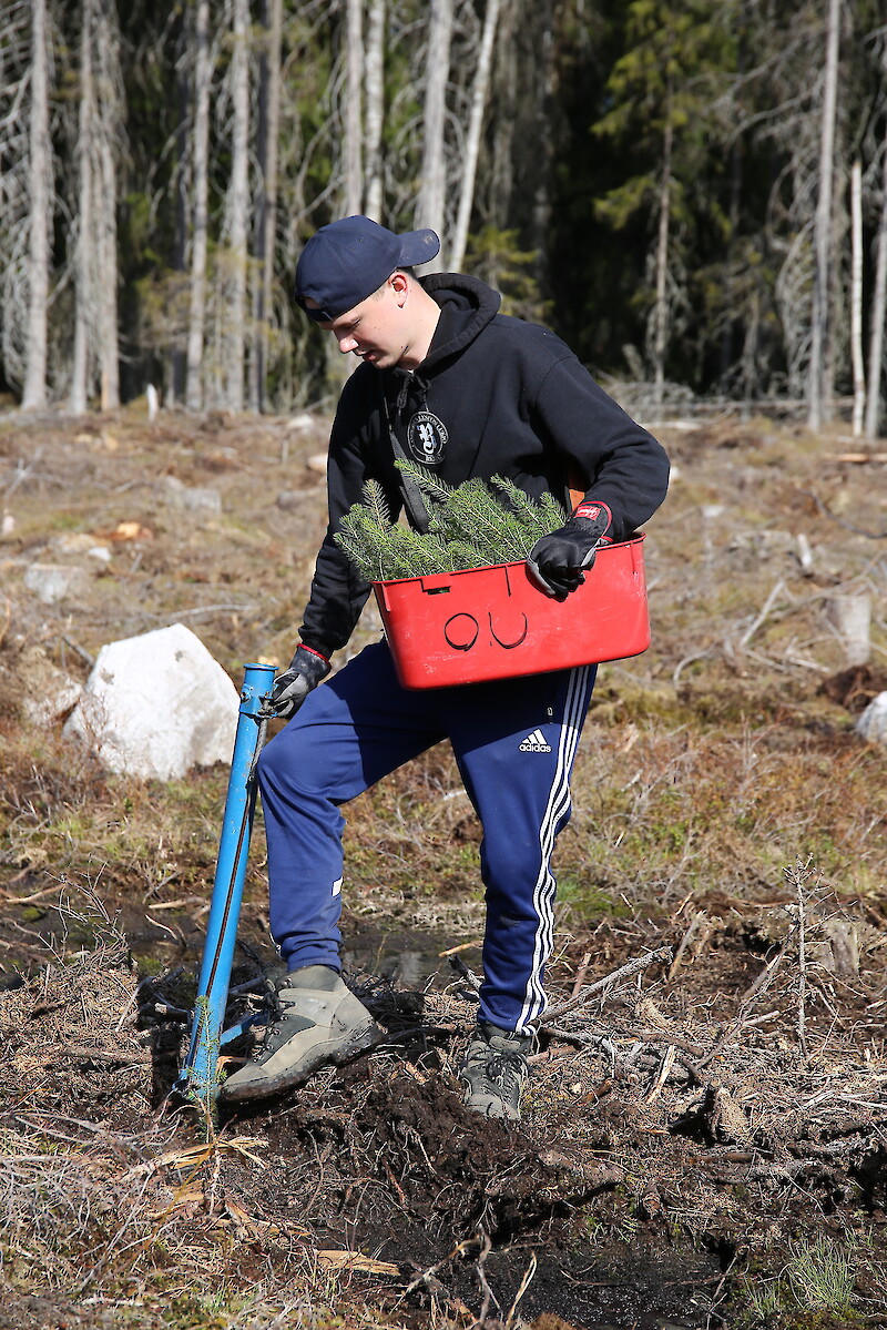 Metsätalousinsinööriksi opiskelevan Okko Uraman työharjoittelujakso alkoi metsänistutuksella.