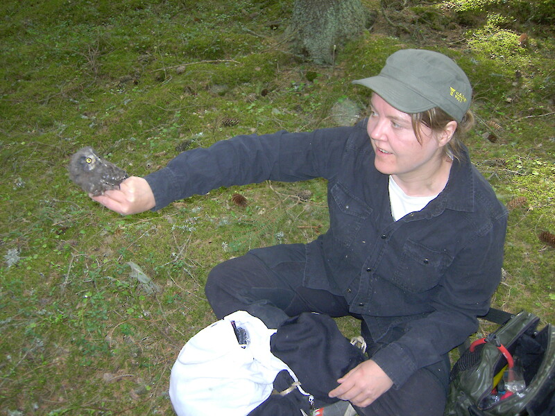Anne Hirvonen näyttää rengastamaansa helmipöllön poikasta.