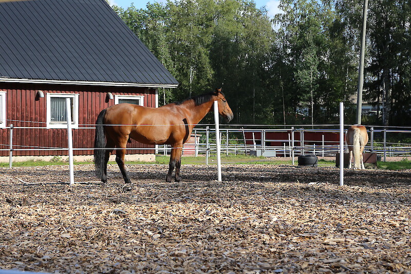 Saskyssa tehdään töitä sen eteen, että Osaran maaseutuopetusyksikön hevosia hoidetaan myös hevostalouden perustutkinnon myötä.