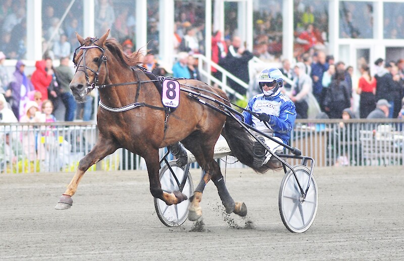 Kyröskoskelainen ori Veeran Poika on raatanut kaviourilla tähän mennessä 152 kertaa ja hankkinut omistajilleen palkintoina 200 000 euroa. Hevonen voi ikänsä puolesta kilpailla vielä ensi vuoden.