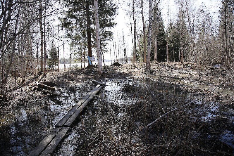 Kanainsaaressa Pappilanjoen suulla kulkevan luontopolun varrella on raivattu rantapensaikkoa.