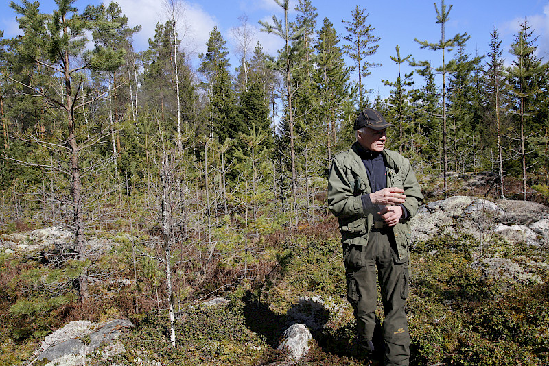 Matti Äijö laskee hirvien tuhonneen pahimmillaan lähes 2000 tainta hehtaarilla.