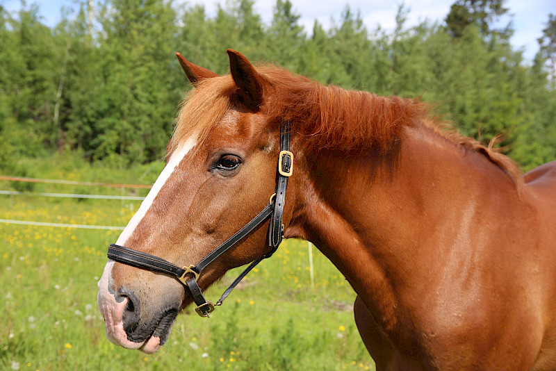 Hevosenlanta on aiheuttanut hallinto-oikeuteen edenneen kiistan Hämeenkyrössä. Arkistokuvan hevonen ei liity tapaukseen.