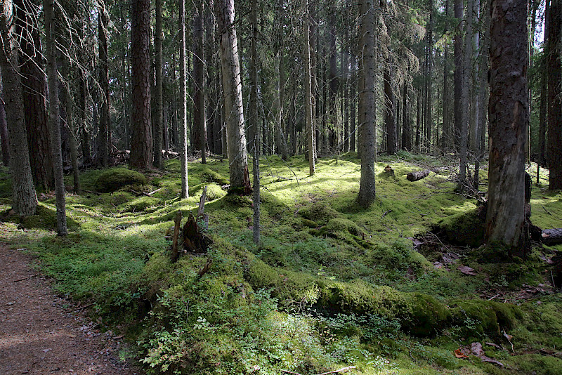 Seitsemisen metsää ennallistetaan polttamalla.