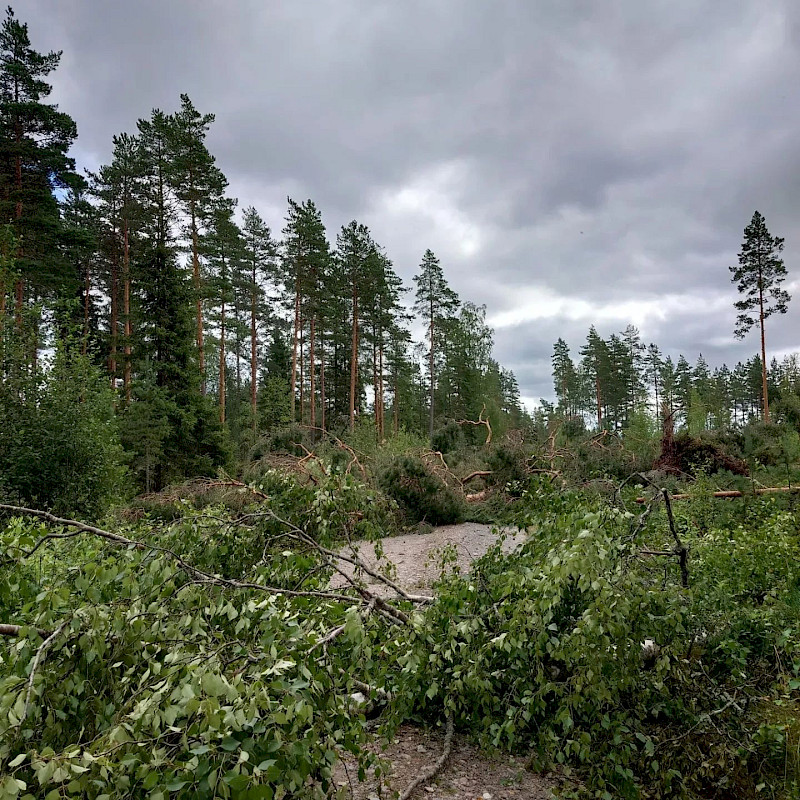 Lauttakankaalla tapahtuneessa syöksyvirtauksessa tuhoutui useamman yksityisomistajan metsää. Kuva: Juulia Askoluto.