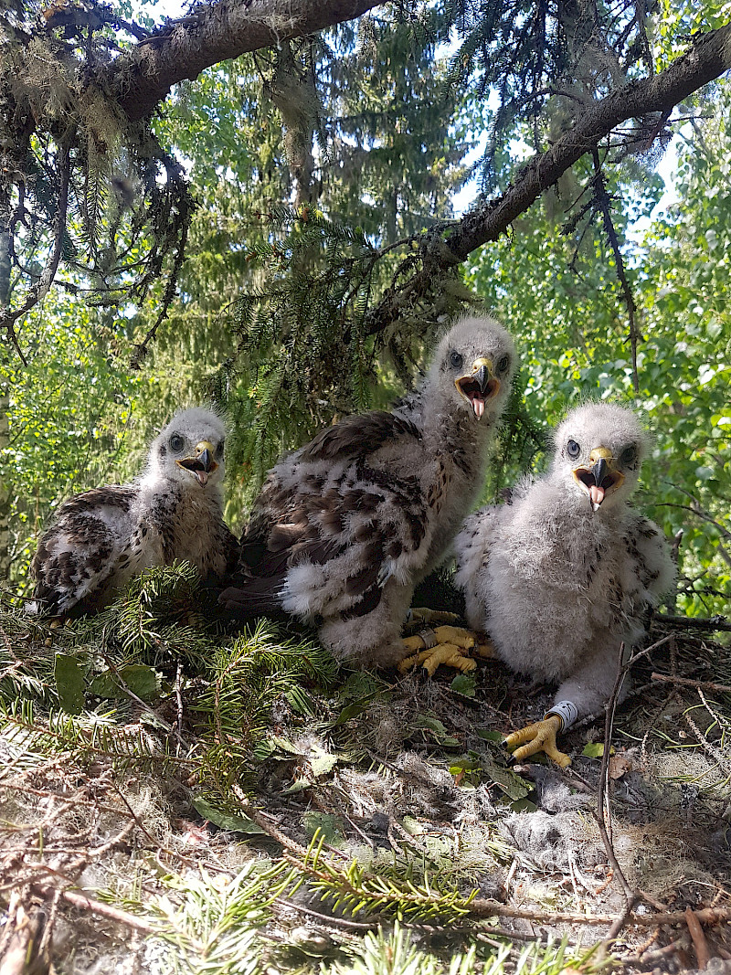 Hiirihaukka on taitava myyräkansan harventaja ja käärmeiden nappaaja. Kesä on ollut varsin hyvä hiirihaukan pesinnöille vahvan myyräkannan vuoksi.  Kanta on Hämeenkyrössä  ja Viljakkalassa elinvoimainen. Nämä hiirihaukan kolme  poikasta  rengastettiin Viljakkalan Karhella. Kuva: Mikko Honkiniemi