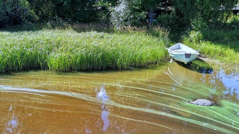 Kuva: Anne Mäkynen/Pirkanmaan ely-keskus. Sinileväseurantaa tehdään Pirkanmaalla 47 havaintopaikalla. Kuvassa Kyrösjärven rantaa.