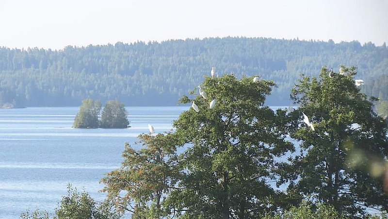 Puhtaanvalkoisten jalohaikaroiden parvi lepäili Mahnalanselän rantapuissa.

Kuva: Ville Seppälä