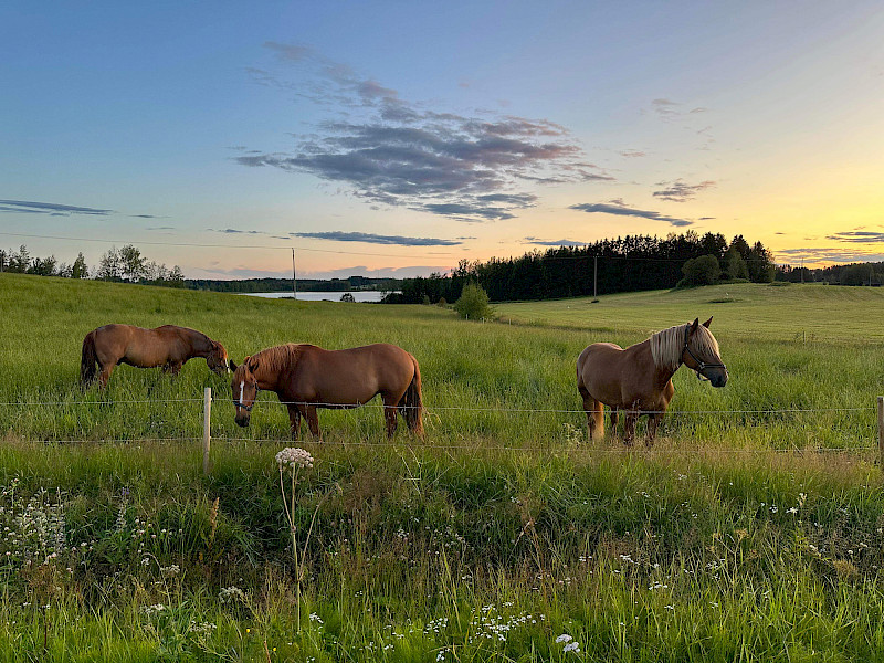 Kuva: Menni Ketola. Heinijärveläistä maalaismaisemaa.