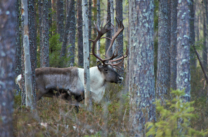 Kuva: Milla Niemi/Metsähallitus.