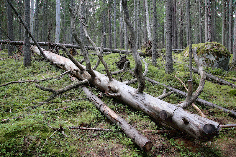 Elokuun lopussa Seitsemisessä järjestetyssä Korpikäytävä-tapahtumassa vaaditaan Seitsemisen ja Helvetinjärven kansallispuistojen välissä sijaitsevien valtion metsien suojelemista. Kuva Seitsemisen Multiharjun vanhasta metsästä.