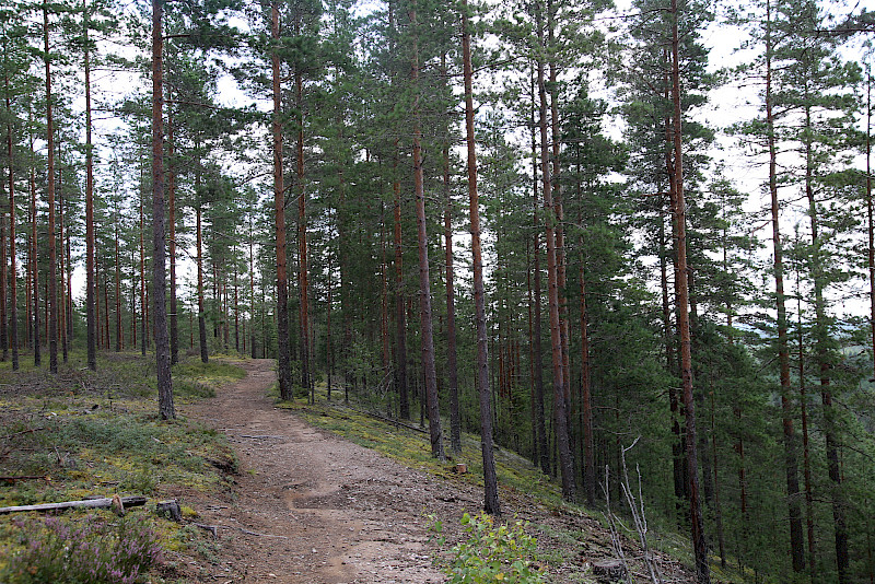 Ikaalisten ilmastosuunnitelmassa yhtenä tavoitteena on hiilinielujen ja -varastojen kasvattaminen.