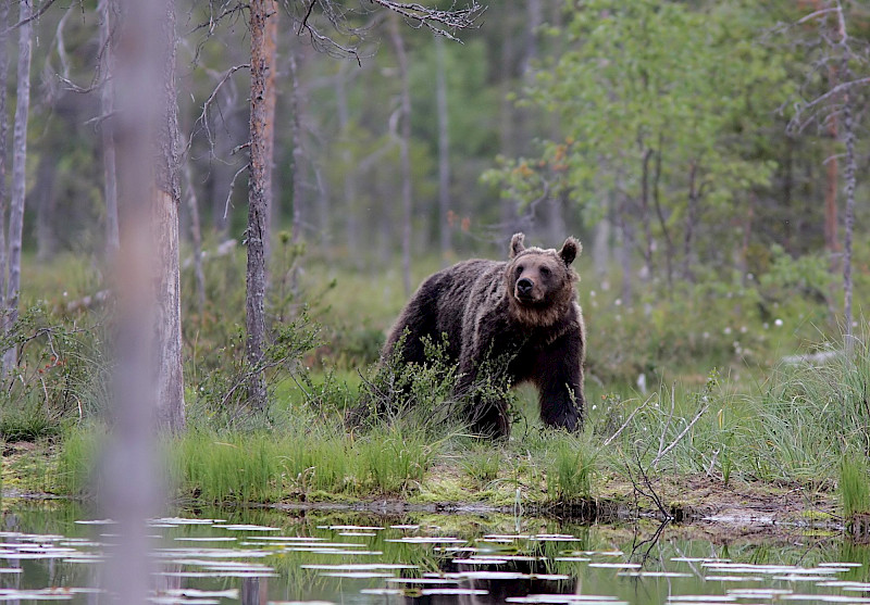 Arkistokuvan karhu on kuvattu itärajalla, joten se ei liity tapaukseen.