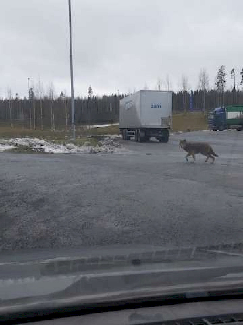 Susia on seudulla nähty entistä enemmän. Vuonna 2020 yksilö liikkui lähellä Ikaalisten keskustaa. Arkistokuva.