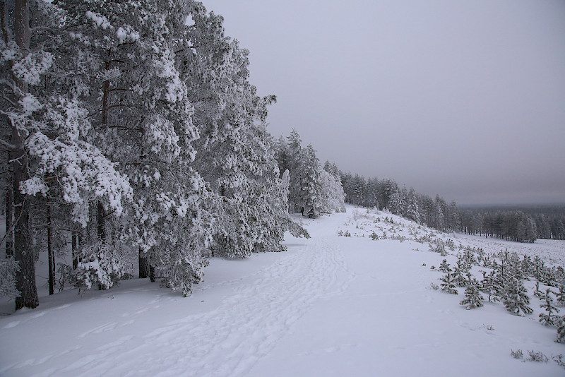 Hämeenkankaalla on Metsähallituksen maihin kuuluvaa geopark-aluetta, mutta vielä ei tiedetä, saadaanko eduskunnan joululahjarahaa juuri Hämeenkankaalle. Kuvan lumimaisemat avautuvat Jämin Soininharjulta.