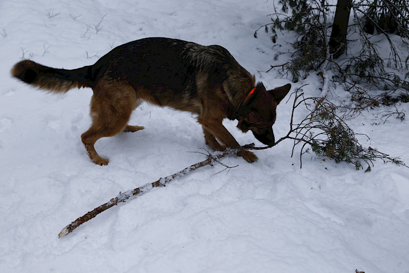 Karo teki mieluisan löydön Tassukankaan koirametsässä.