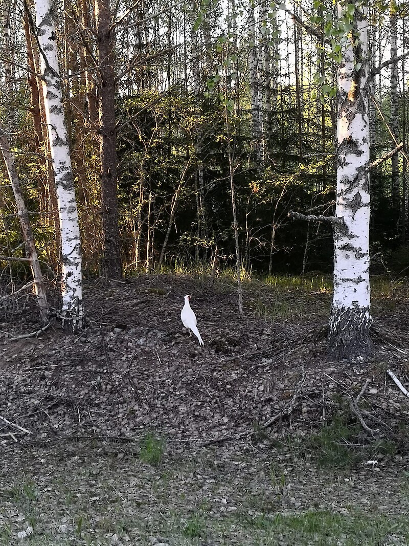 Albiinofasaani erottuu värityksensä takia kesäisessä ympäristössä.