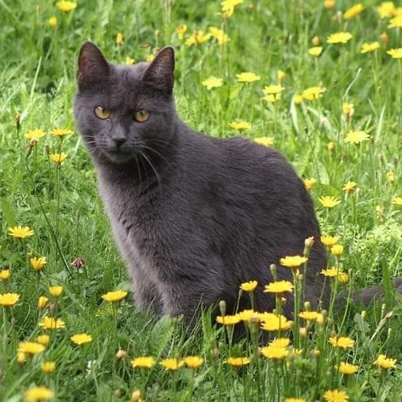 Misty on yksi kisaan osallistuvista. Hän korvaa herätyskellon, sillä nukkuja saa ammulla tuntea santakielen poskellaan.