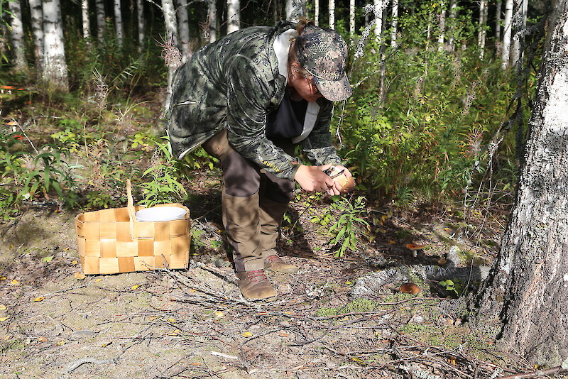 Mari Hyypöläinen kerää herkkutatteja ja muita sieniä lähimetsästään.