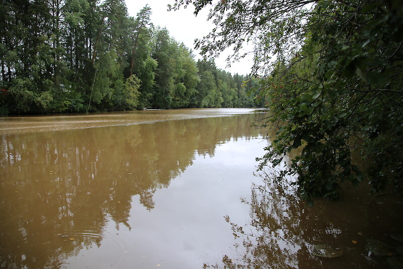 Rankkasateen jälkeisenä päivänä Pappilanjoen vesi oli värjäytynyt voimakkaan ruskeaksi.