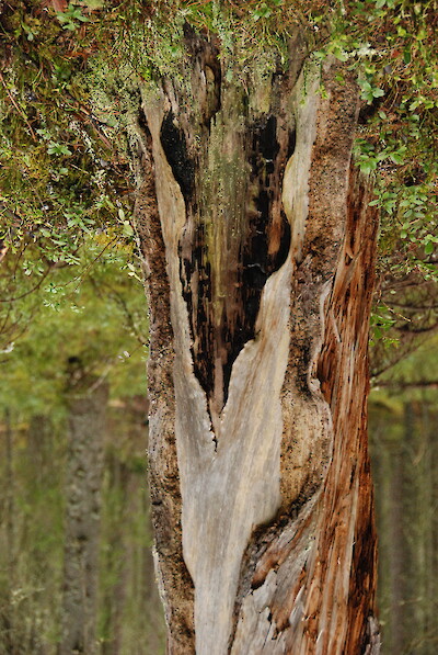 Multinharjun vanhassa metsässä kelopuun palokoro kertoo kauan sitten raivonneesta metsäpalosta.