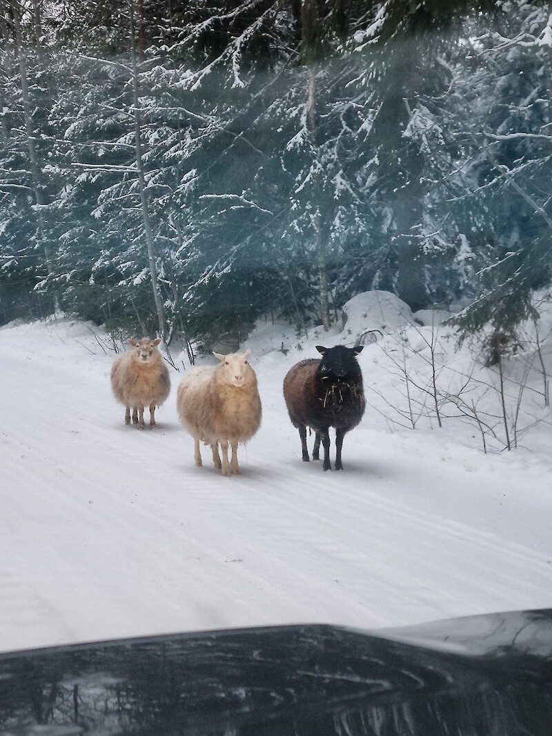 Anni Hämäläinen kuvasi omille teilleen lähteneen lammaskolmikon Pentinmaantiellä perjantaina aamupäivällä.