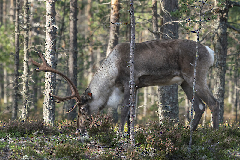 Kuva: Tiina Mäkelä. Ensimmäiset totutustarhojen metsäpeurat vapautettiin luontoon Lauhanvuoren kansallispuistossa vuonna 2019.